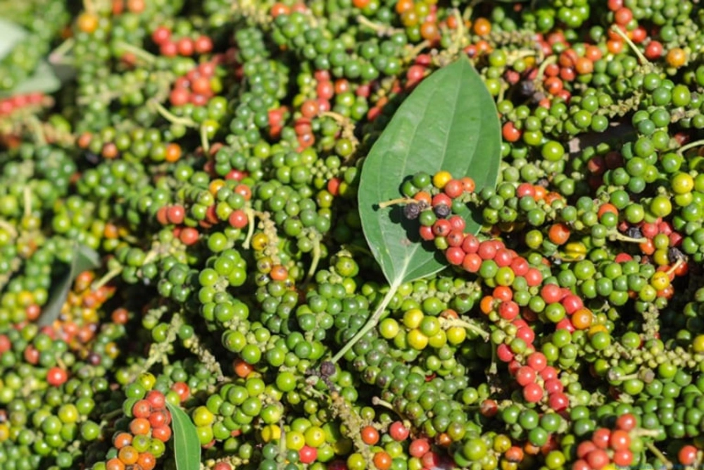 Une poignée de grappes de poivre frais fraîchement récoltées, mêlant des grains verts, jaunes et rouges avec une feuille verte.