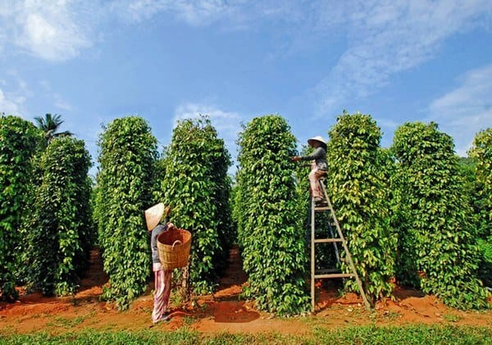 Des agriculteurs portant des chapeaux coniques récoltant le poivre sur de grands tuteurs verts dans un jardin à Phú Quốc.