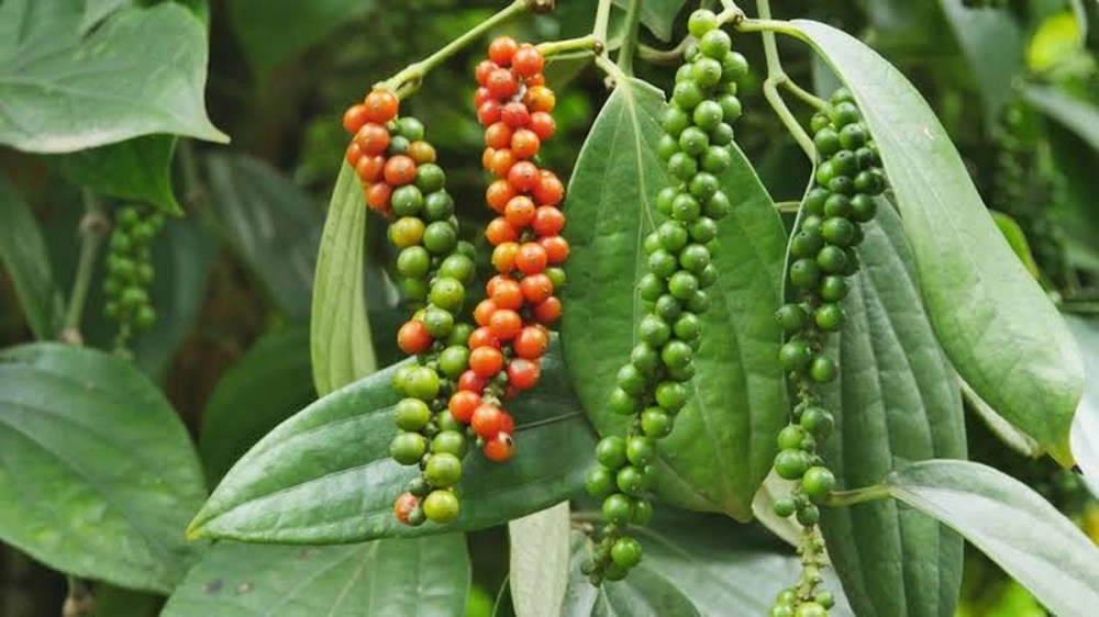 Gros plan sur des grappes de poivre suspendues à la plante, montrant la transition des grains verts aux grains rouges mûrs.