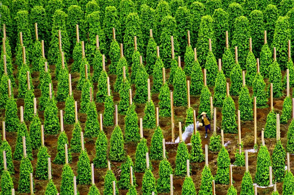 Vue aérienne d'une vaste plantation de poivre aux alignements parfaits avec un agriculteur arrosant les cultures.