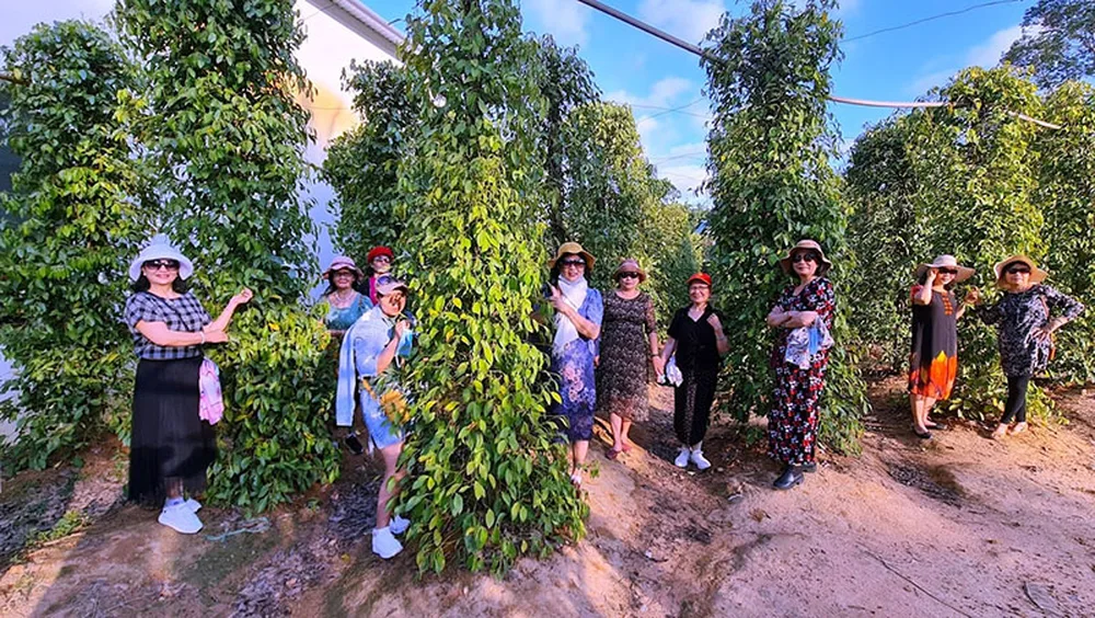 Un groupe de touristes posant joyeusement au milieu des alignements de tuteurs de poivre vert à Phú Quốc.